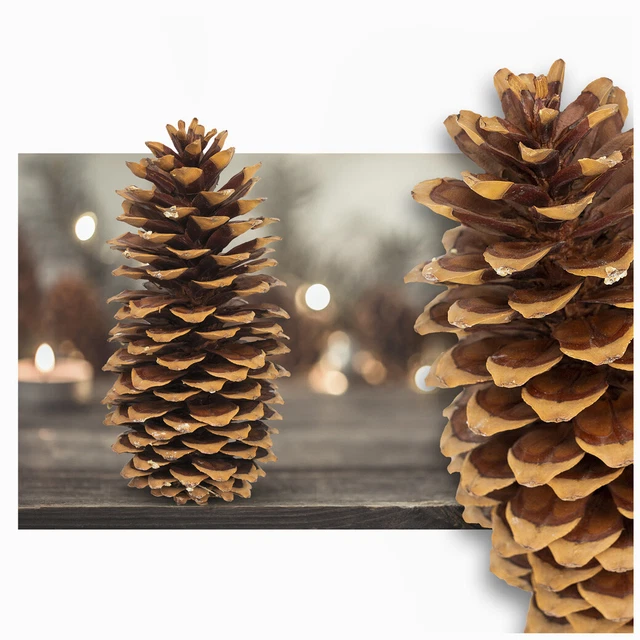 Tannenzapfen Groß 25cm Kiefernzapfen Pinienzapfen Deko Bastel Set Adventskranz