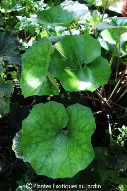 Farfugium Escargot - feuillage géant - 1 plant