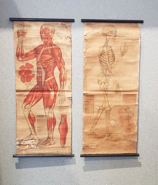 ANTIQUE ANATOMICAL WALL Chart Human Skeleton £165.81 - PicClick UK