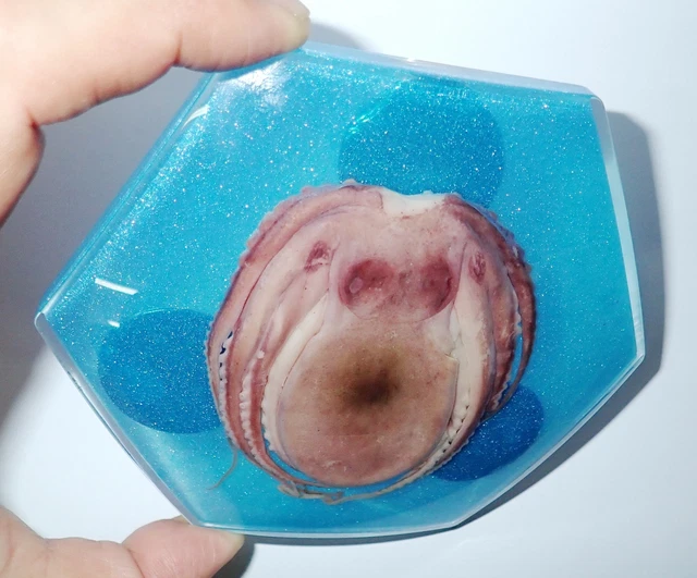 Common Octopus Hexagonal Magnet on Blue Bottom Education Animal Specimen