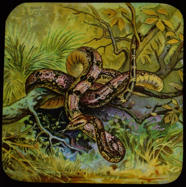 ANTIQUE Magic Lantern Slide SNAKES AND LIZARDS NO3 C1910 DRAWING A SNAKE REPTILE