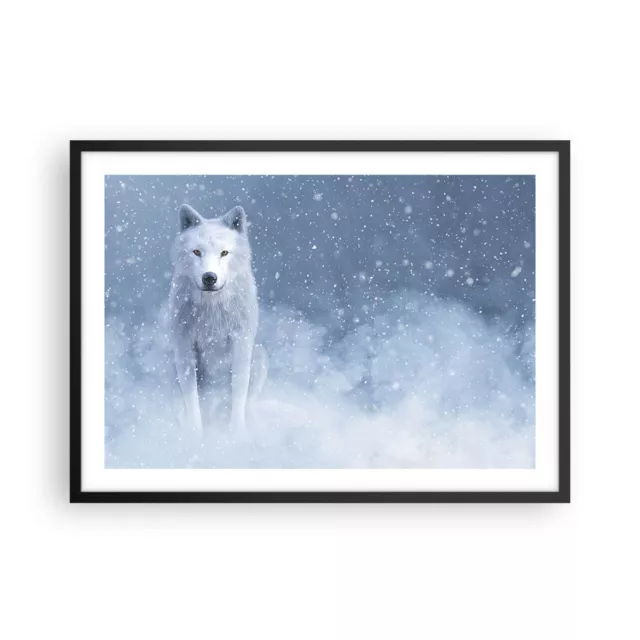 Cuadro Poster de Pared 70x50cm P�ster Marco Blanco lobo nieve Wall Art Prints