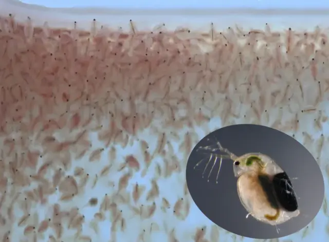 250+ Live Daphnia Magna Freshwater Fleas  Starter Culture live Fish food