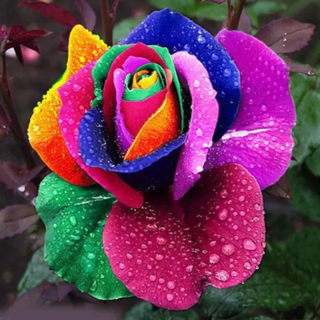 150 stücke Bunte Regenbogen Blumensamen Garten Pflanzen Multi-color Einzigartige