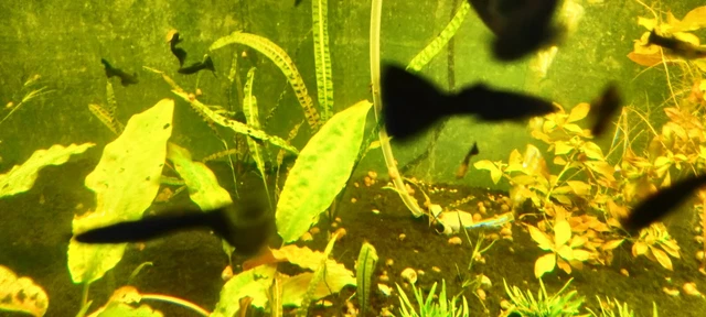 Breeding trio black moscow/delta cross guppies 1 male and 2 female Breeding trio black moscow/delta cross guppies 1 male and 2 female