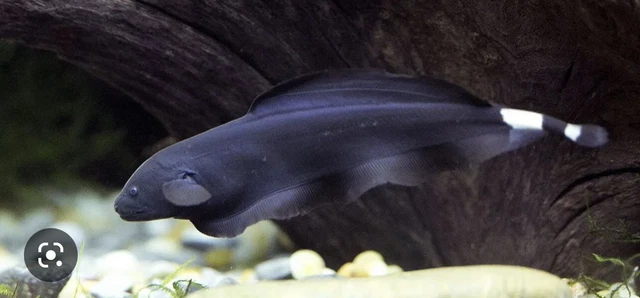 black ghost knife fish 5-6”