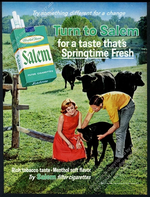 1965 Black Angus cow cattle calf photo Salem cigarettes vintage print ad