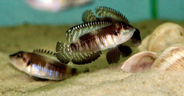 Rare Live Fish (3) Lamprologus Speciosus Black Ocellatus African Cichlid