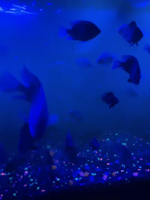 Texas Cichlid Freshwater Aquarium Fish 5”-7” (Male Or Female) 7