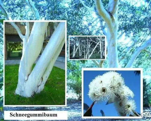 Schneegummibaum Samen immergrüne blühende Bäume Pflanzen für den Balkon Hausflur