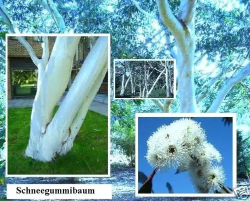 weißer winterharter Eukalyptus Schneegummibaum Bäume für den Garten Deko / Samen