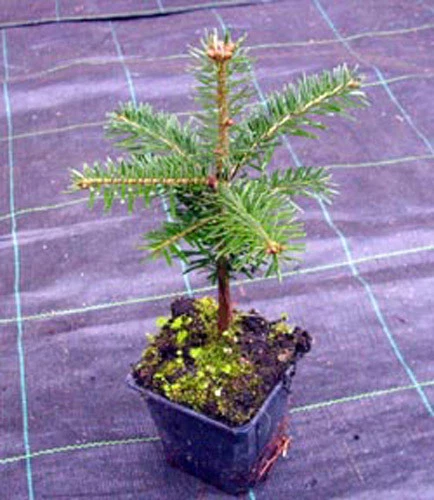 1 x Nordmanntanne - Abies nordmanniana im Topf 12-18 cm