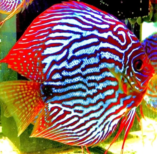Red Turquoise Discus Fish  - Live Aquarium Fish Stunning Colour 5cm