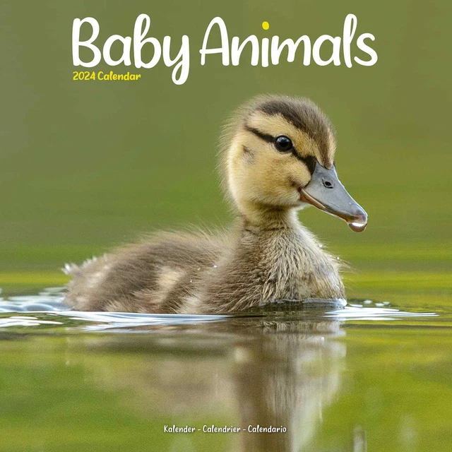 BABY ANIMALS WALL Calendar 2024 16.99 PicClick
