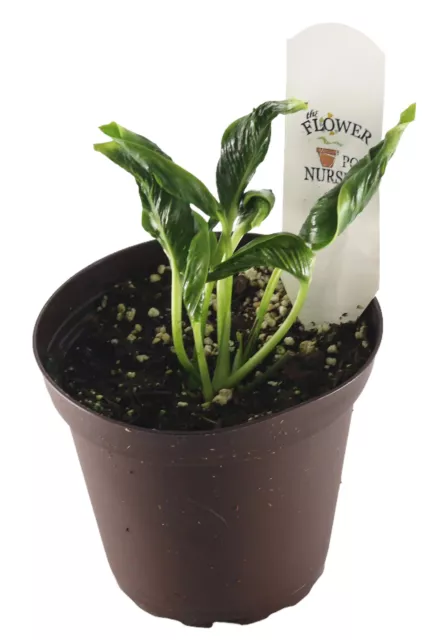 FlowerPotNursery Shangri La Sleeping Pothos Epipremnum aureum Shangri La 4" Pot