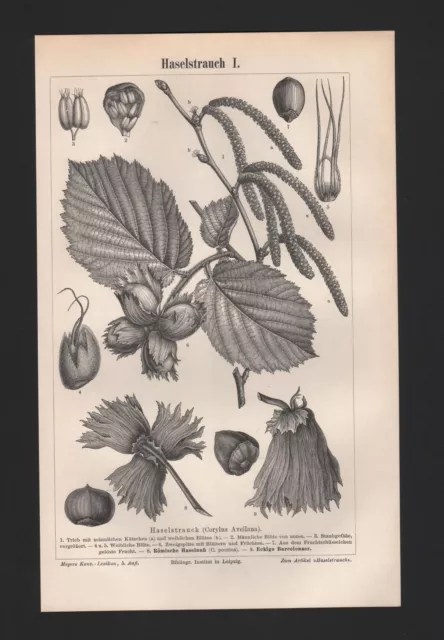 Lithografie 1897: Haselstrauch I/II. Haselnuss Strauch Busch Baum Holz Nüsse