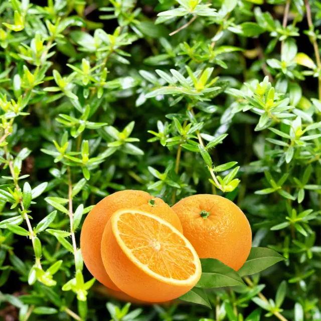 30 ORANGE THYME Orangelo Thymus Vulgaris Fragrantissimus Culinary Herb Seeds