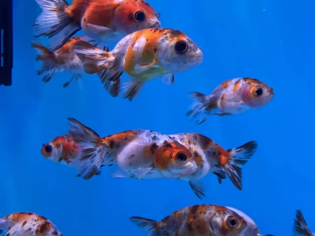 (Set of 2) Thai Baby Ranchu Calico 2"  FREE TWO-DAY SHIPPING