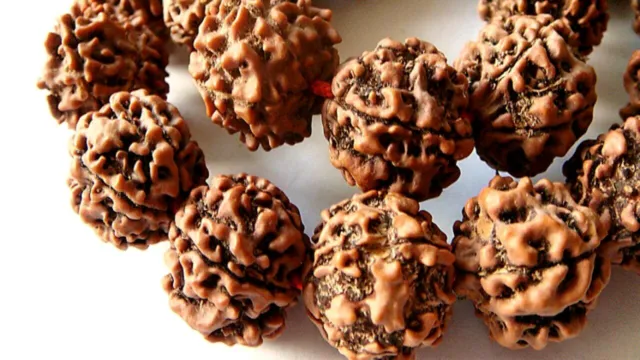 En Gros Lot 100 Pièces De Quatre Mukhi Rudraksha Desseré Perles Neal Origine