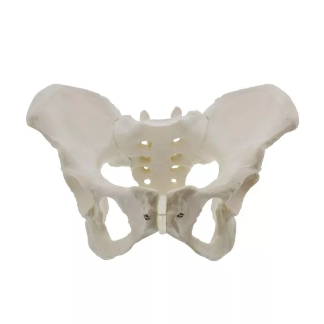 Size Female Pelvis Model, Hip Model - Female Anatomy Model, Hip Bone3170