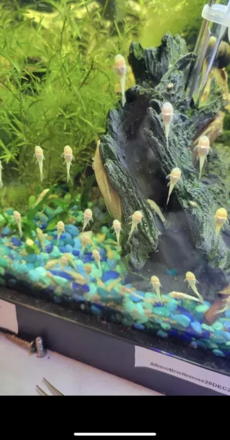 ( 6 Pack ) Albino Bristlenose Pleco Fry Algae Eater 1-1.5 In