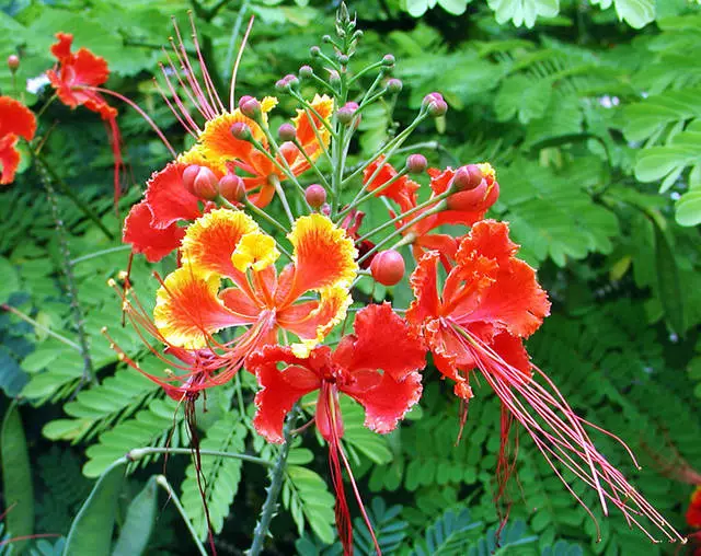 Caesalpinia pulcherrima Seeds - Dwarf Poinciana - 10 Seeds - Barbados Pride