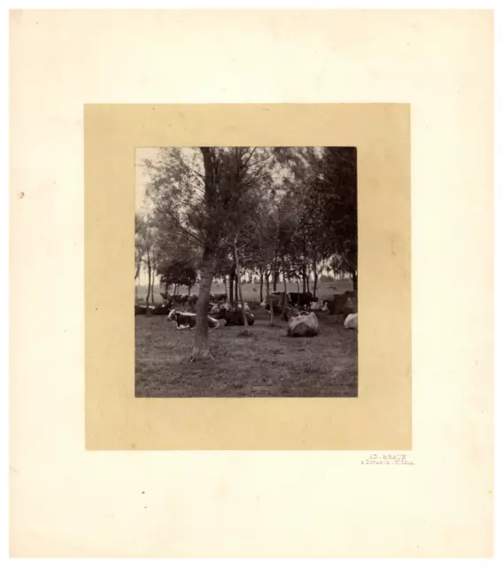 France, étude artistique, Photo. AD. Braun Vintage print,  Tirage albuminé