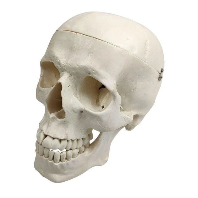 1 pc modèle de crâne humain 1: 1 anatomie grandeur nature tête humaine