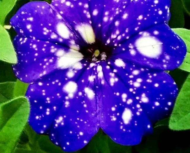 PETUNIA STARRY SKY Blue Seeds ~ Night Sky ~ Grow Your Own ~ Spring ...