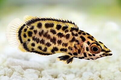 1 Pair Live Leopard Bush Fish Freshwater Tropical Fish High Quality