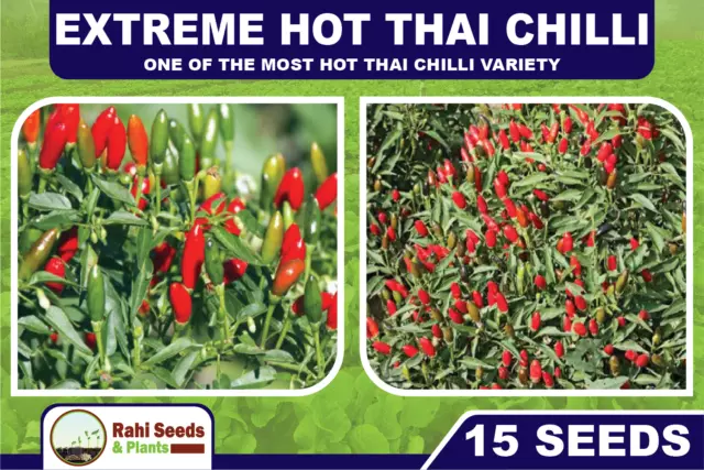 Extreme Hot Thai Chilli - One of the Most Hot Thai Chilli Variety - 15 Seeds 3