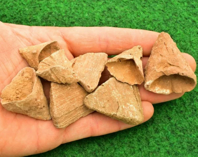 5 Fossil Calceola sandalina (horn coral) Sahara Morocco Sea Plant Fossil✔ UKBUY