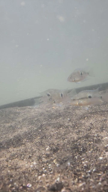 Firemouth Cichlids 1 to 1.5 Inches