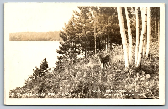 Postcard RPPC MI Deer along Shore North Manistique Lake Newberry Michigan AX4