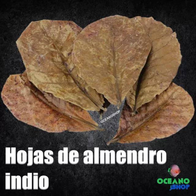 20 HOJAS DE ALMENDRO INDIO acuario peces disco gambario terminalia catappa