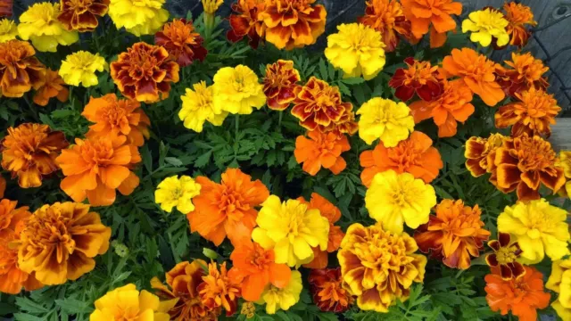 French Marigold Sparky Mix, Beautiful Colors, Garden Pest Deterrent, FREE SHIP