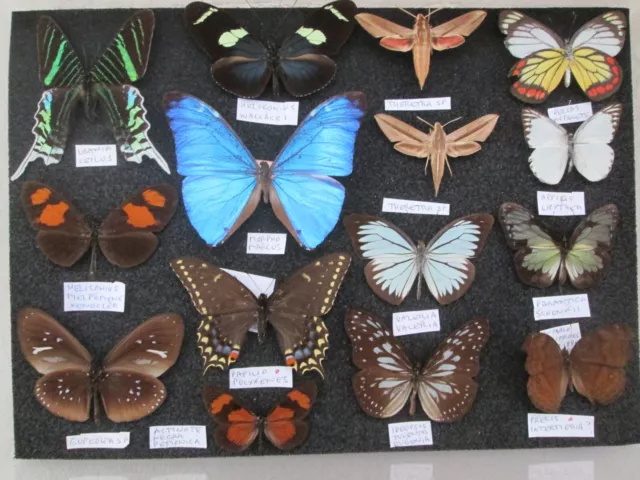 World butterfly and moth collection  Morpho! COLLECTOR, framer, artwork, box 50