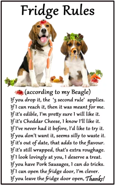 Beagle Gift - Large Fridge Rules flexible Magnet 6" x 4" for dog lovers