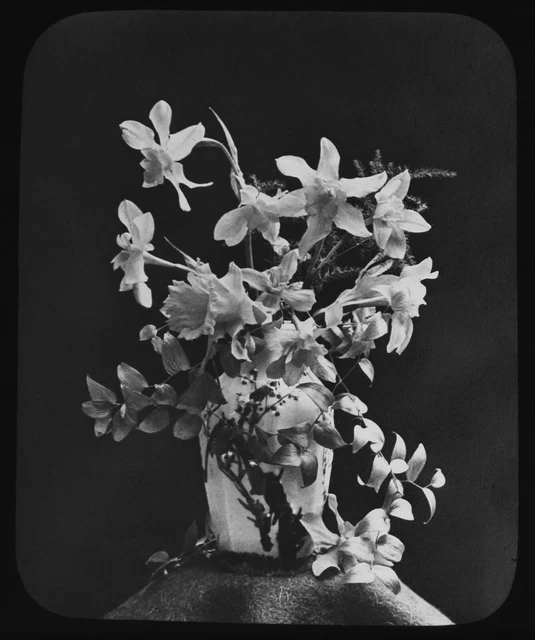Magic Lantern Slide JONQUILS C1890 PHOTO VICTORIAN FLOWER STUDY GWW ANTIQUE