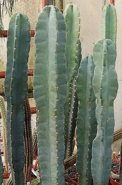 10 graines de Cereus peruvianus ,plantes grasses, cactus seeds  , F