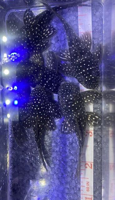 L004 Angelicus Pleco 3-3.5"