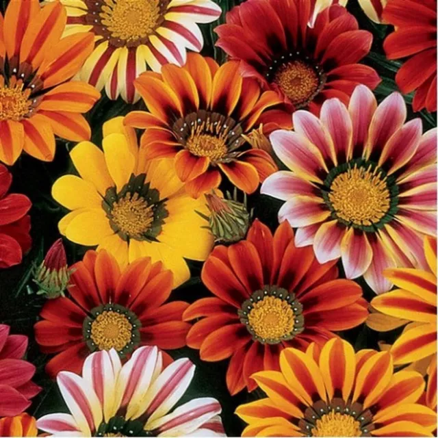 Gazania- Sunshine Mix-50 Seeds- BOGO 50% off SALE