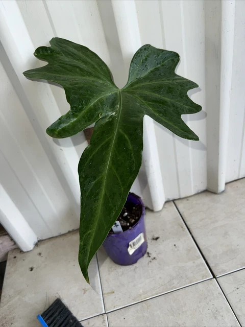 ANTHURIUM MACROLOBIUM NON TC Rare Aroid $100.00 - PicClick AU