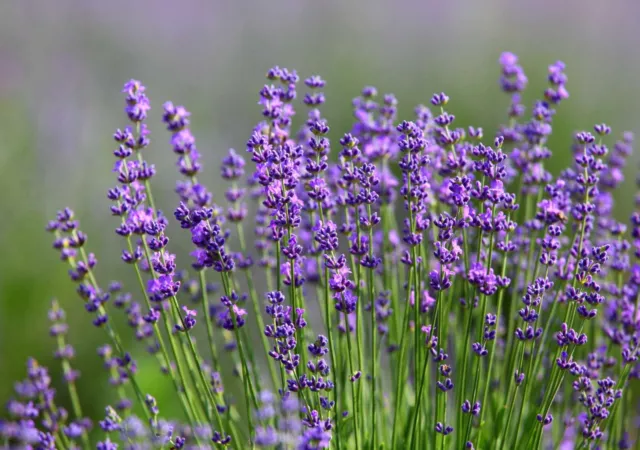 Lavandula angustifolia Staude Lavendel Gartenpflanze