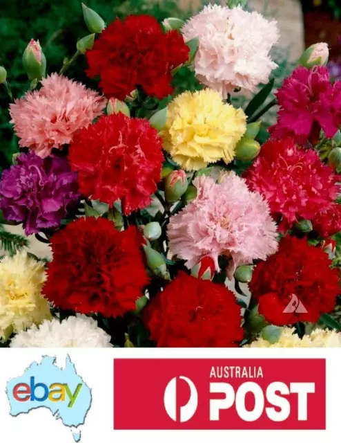 Carnation - Finest Choice Double Mix - 150 Seeds - Australian Stock