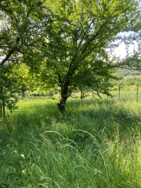 Ackerland/Wiesengrundstück  zu verkaufen