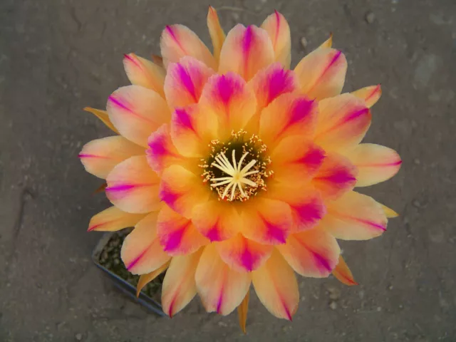 300x Samen seeds Hybrid MIX Echinopsis Echinopsishybride Trichocereushybride