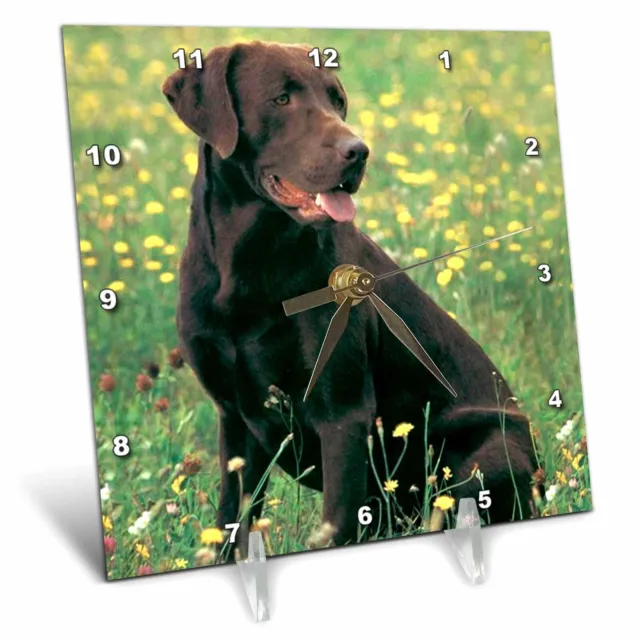 3dRose Chocolate Labrador Retriever 6x6 Desk Clock