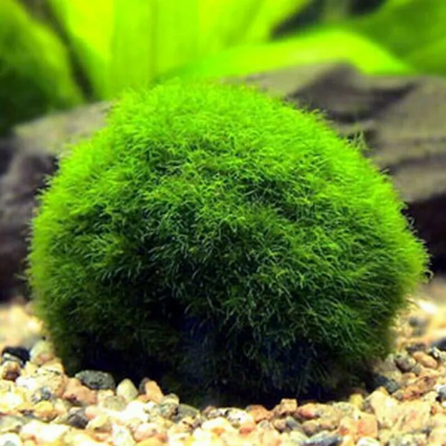 Marimo Moss Ball Cladophora Live Aquarium Plant Fish Aquarium 4-5cm