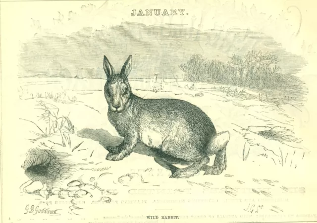 1873 Cassell's Illustrated Almanack WILD RABBIT, Vintage Art Print SV4.